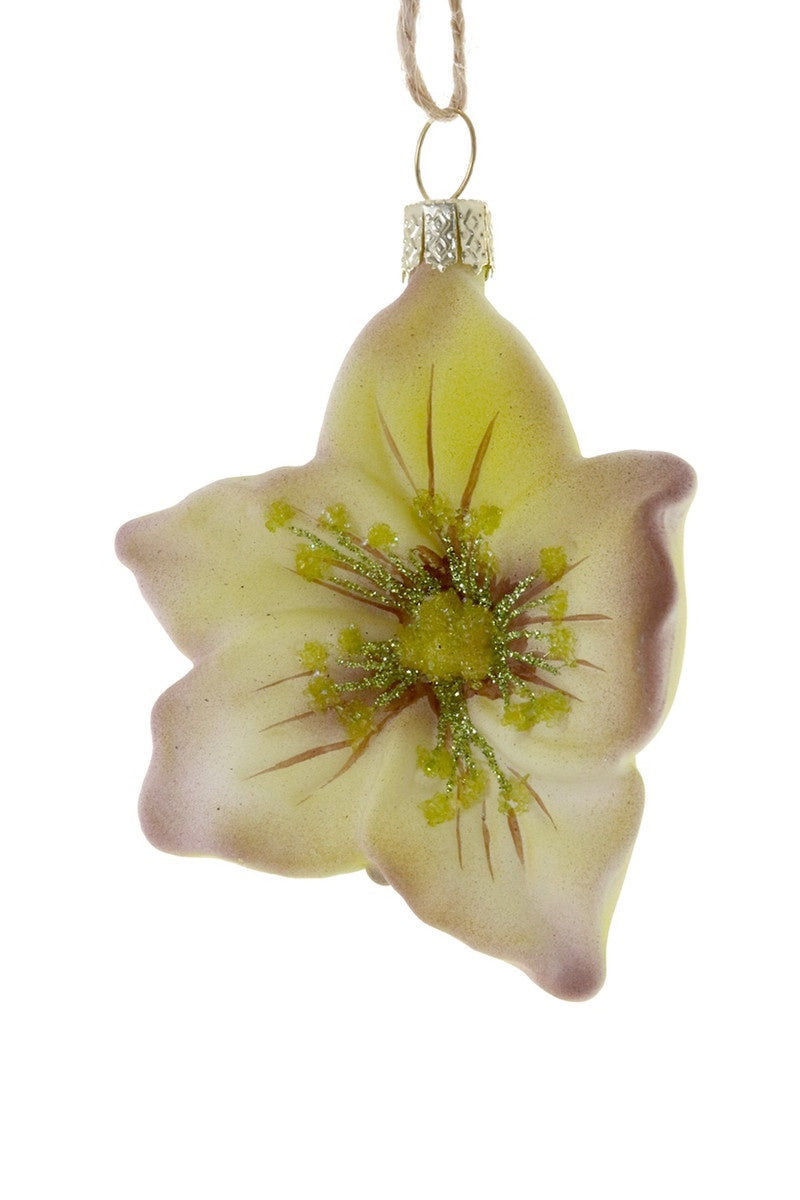 Helleborus Ornament